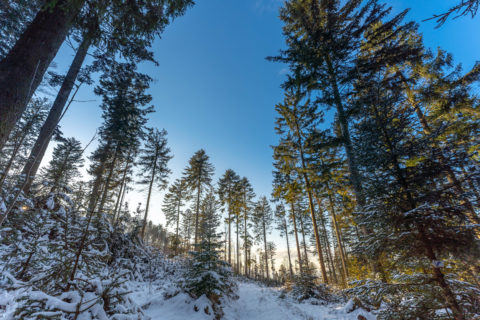 Landschaftsfotos | Bayerischer Wald am Schopf und Grandsberg | Fotostyle Schindler