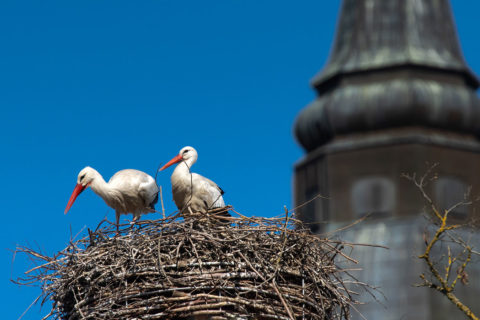 Fotograf Straubing Tiere und Natur in der Stadt