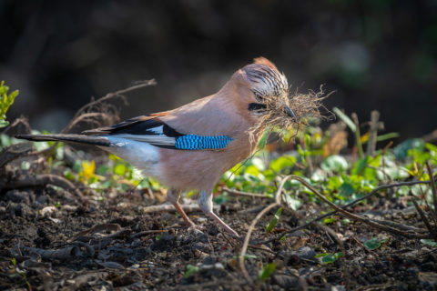 Fotograf Straubing Tiere und Natur in der Stadt