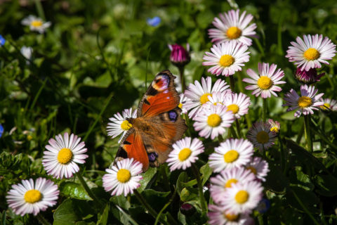 Fotograf Straubing Tiere und Natur in der Stadt