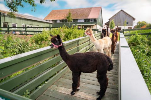 Fotowalk - Fotoshooting - Terra Alpaca Aholfing